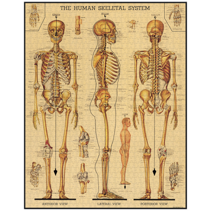 Skeletal System 1000 Piece Jigsaw Puzzle