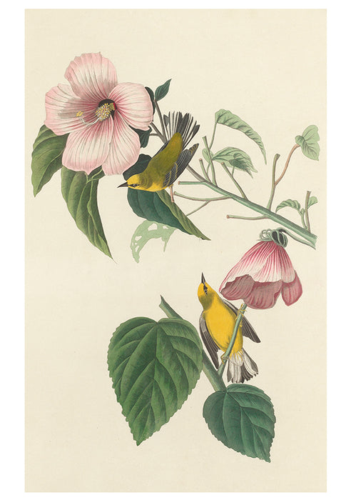 John James Audubon: Songbirds Boxed Notecards
