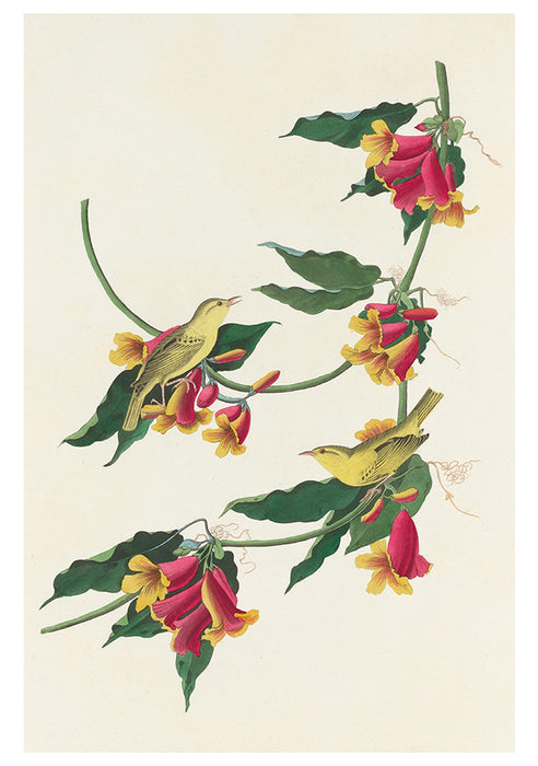 John James Audubon: Songbirds Boxed Notecards