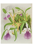 Orchids Boxed Notecards