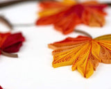 Quilled Autumn Leaves Greeting Card
