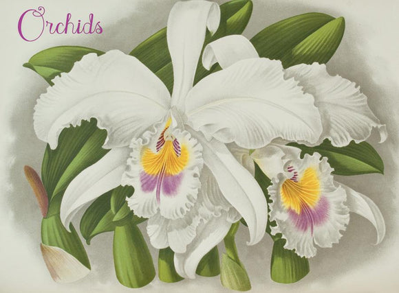Orchids Boxed Notecards